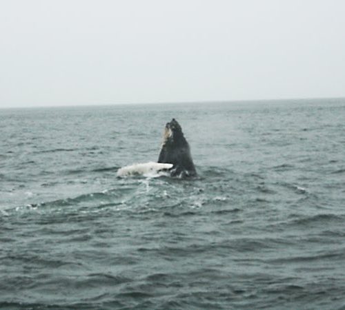 Whale Watching