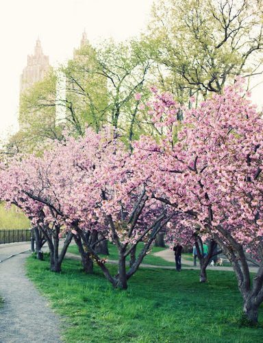 Central Park in Spring
