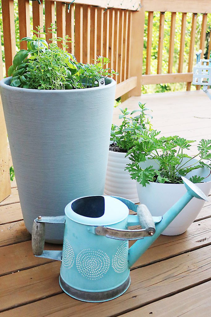 herb-plants-in-pot