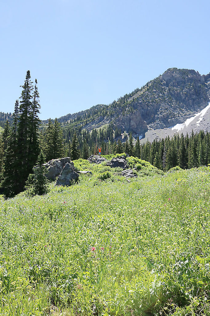 albion-basin-hiking-around-utah