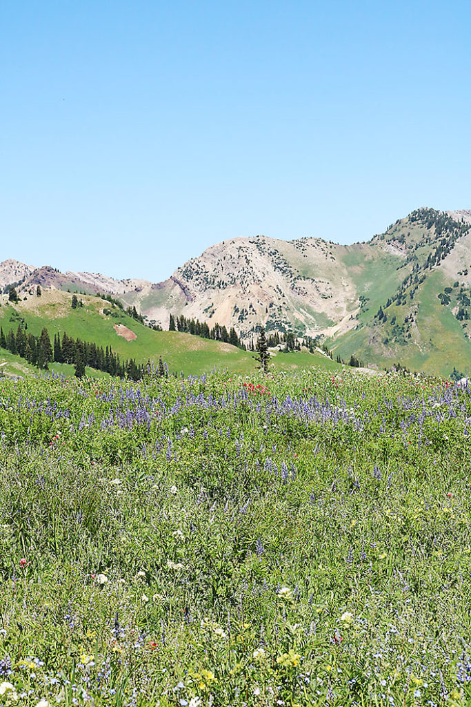 albion-basin-utah-hiking