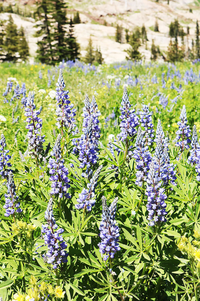 utah-wildflowers