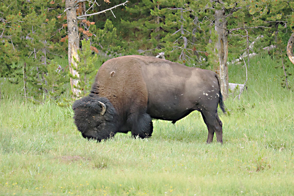 yellowstone-bison