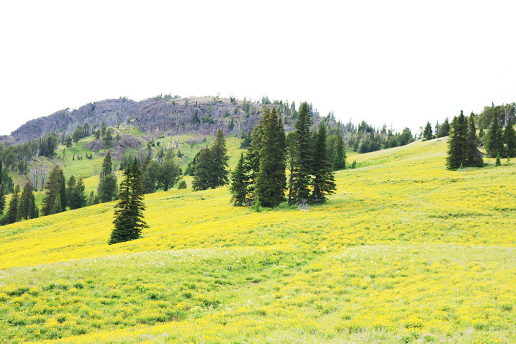 yellowstone-yellow-flower-field