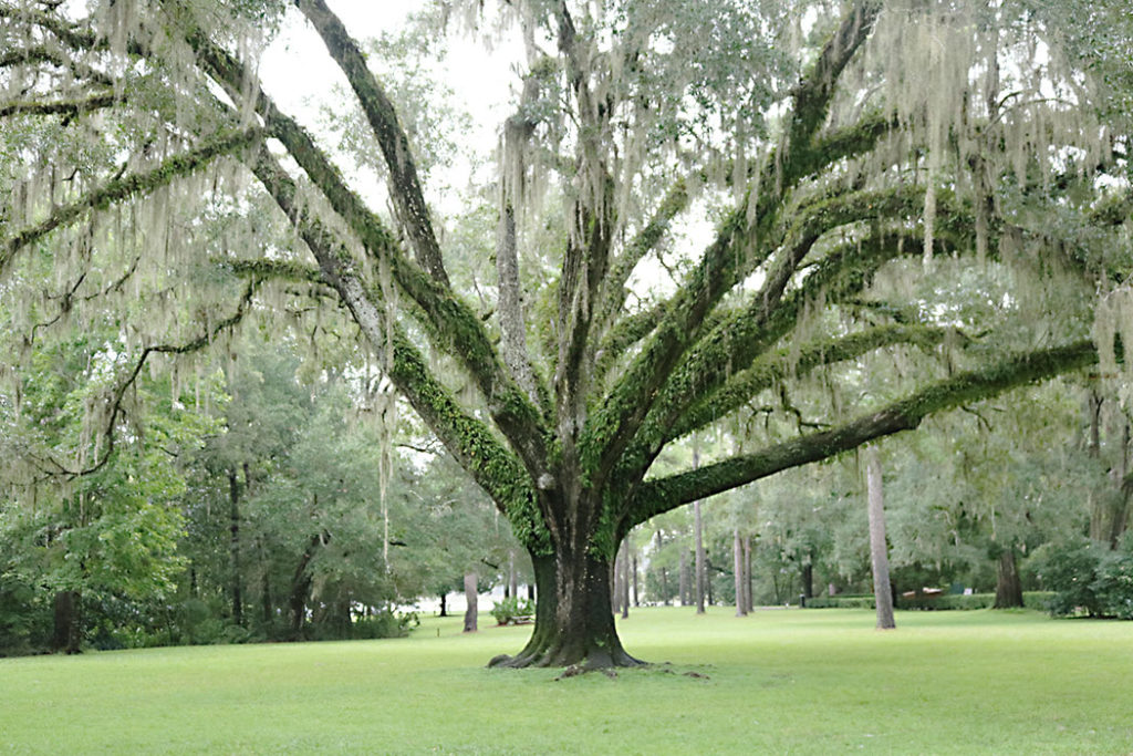 florida-spanish-moss-oak-tree