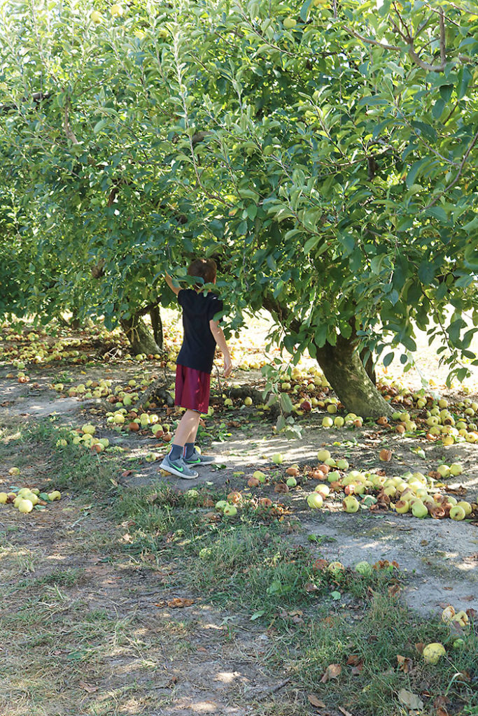 fall-to-do-apple-tree