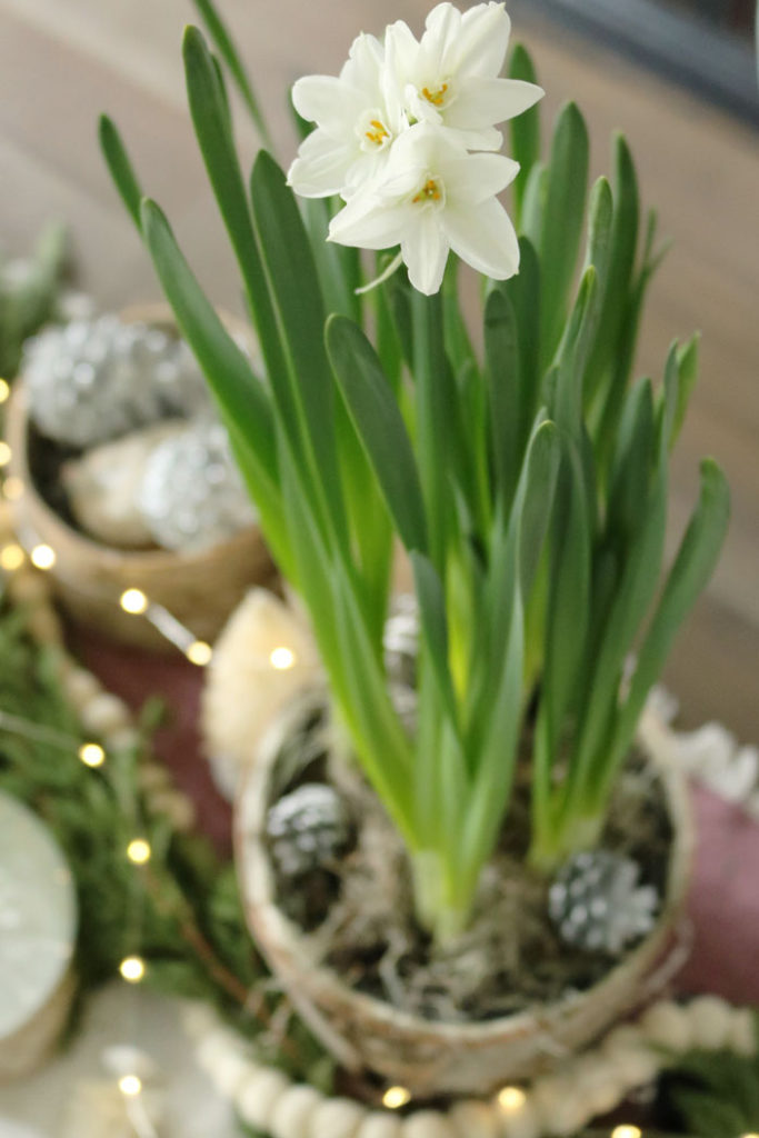 christmas-decorations-paperwhites