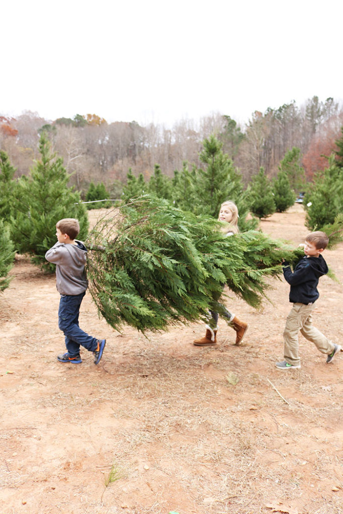 cutting-christmas-tree-hauling-tree