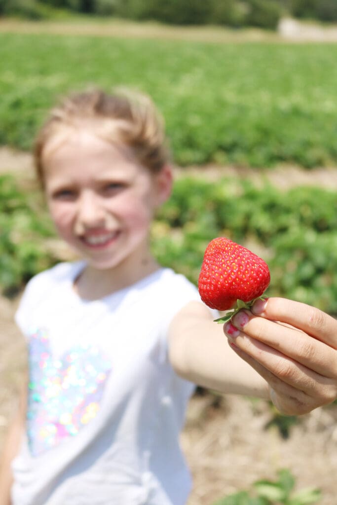 Strawberry picking, strawberry fields forever, jones family farms, connecticut strawberry picking, strawberry picking with children || Darling Darleen Top Lifestyle CT Blogger #strawberryfields