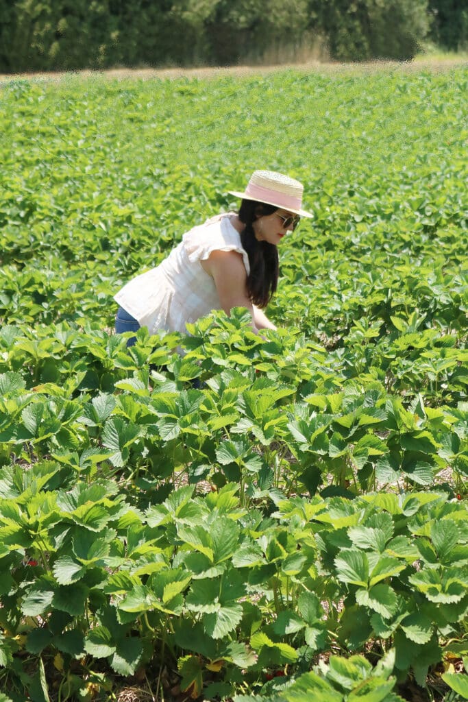 Strawberry Fields Forever, Annual Strawberry picking trip, summer fruit picking, Jones family Farm, New England life || Darleen Meier Top CT Lifestyle Blogger #darleenmeier #strawberryfields