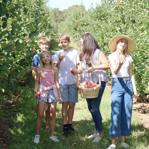 Apple Picking Season
