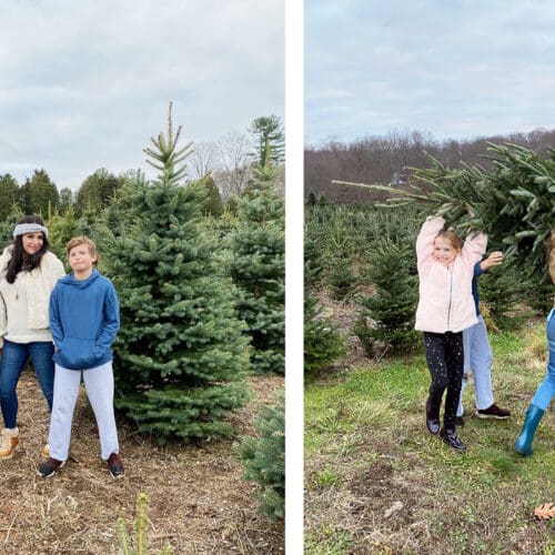 Christmas Tree Farm