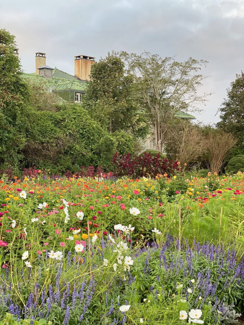 Best locations and instagrammable spots to visit Connecticut flower fields for both spring and summer season. || Darling Darleen Top CT Lifestyle Blogger #darlingdarleen #ctflowerfields