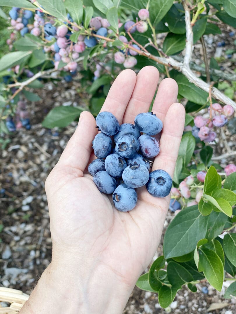 Blueberry Picking with Guiltless Blueberry Cobbler Recipe || Darling Darleen CT Top Lifestyle Blogger #blueberrypicking #blueberrycobbler