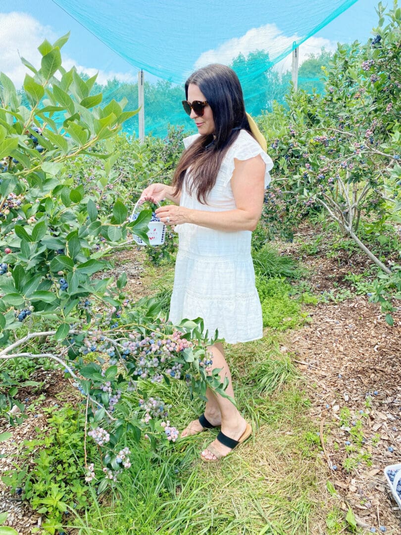 Blueberry Picking with Guiltless Blueberry Cobbler Recipe || Darling Darleen CT Top Lifestyle Blogger #blueberrypicking #blueberrycobbler