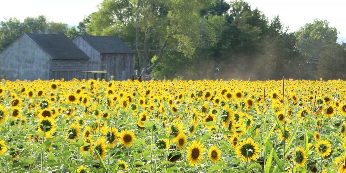Sunflower Fields