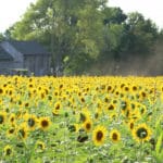 Sunflower Fields