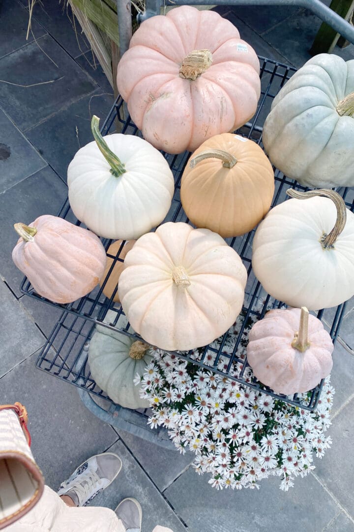 Best Connecticut garden shop that carries a variety of pumpkins and mums and fall plants. || Darling Darleen Top CT Lifestyle Blogger