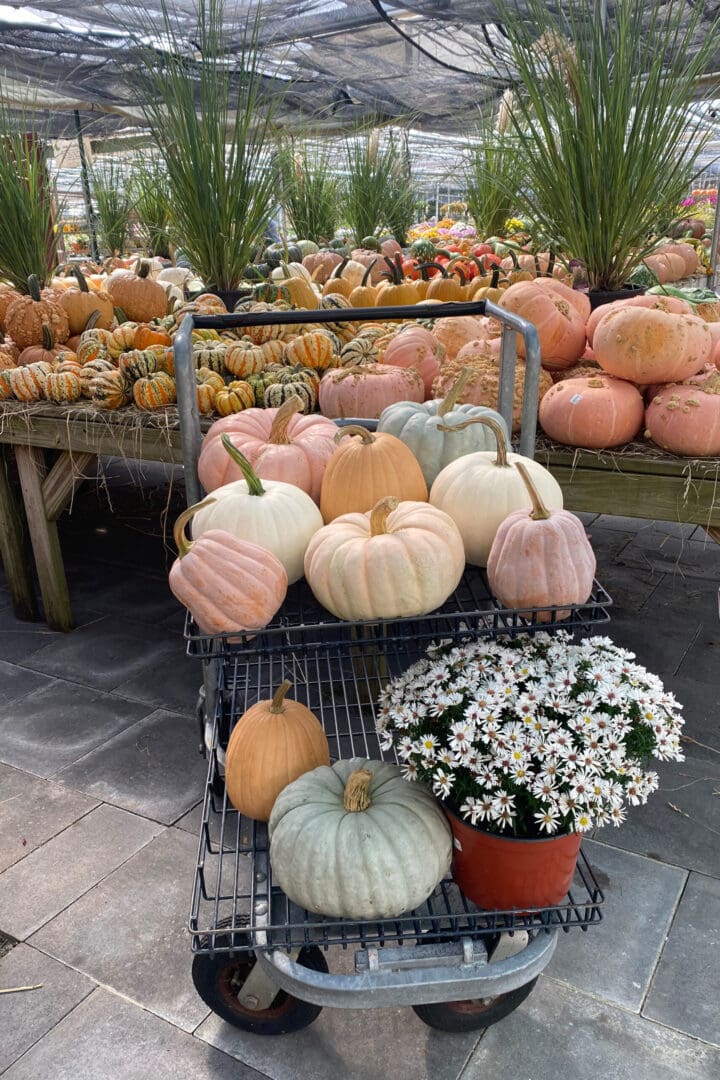 Best Connecticut garden shop that carries a variety of pumpkins and mums and fall plants. || Darling Darleen Top CT Lifestyle Blogger